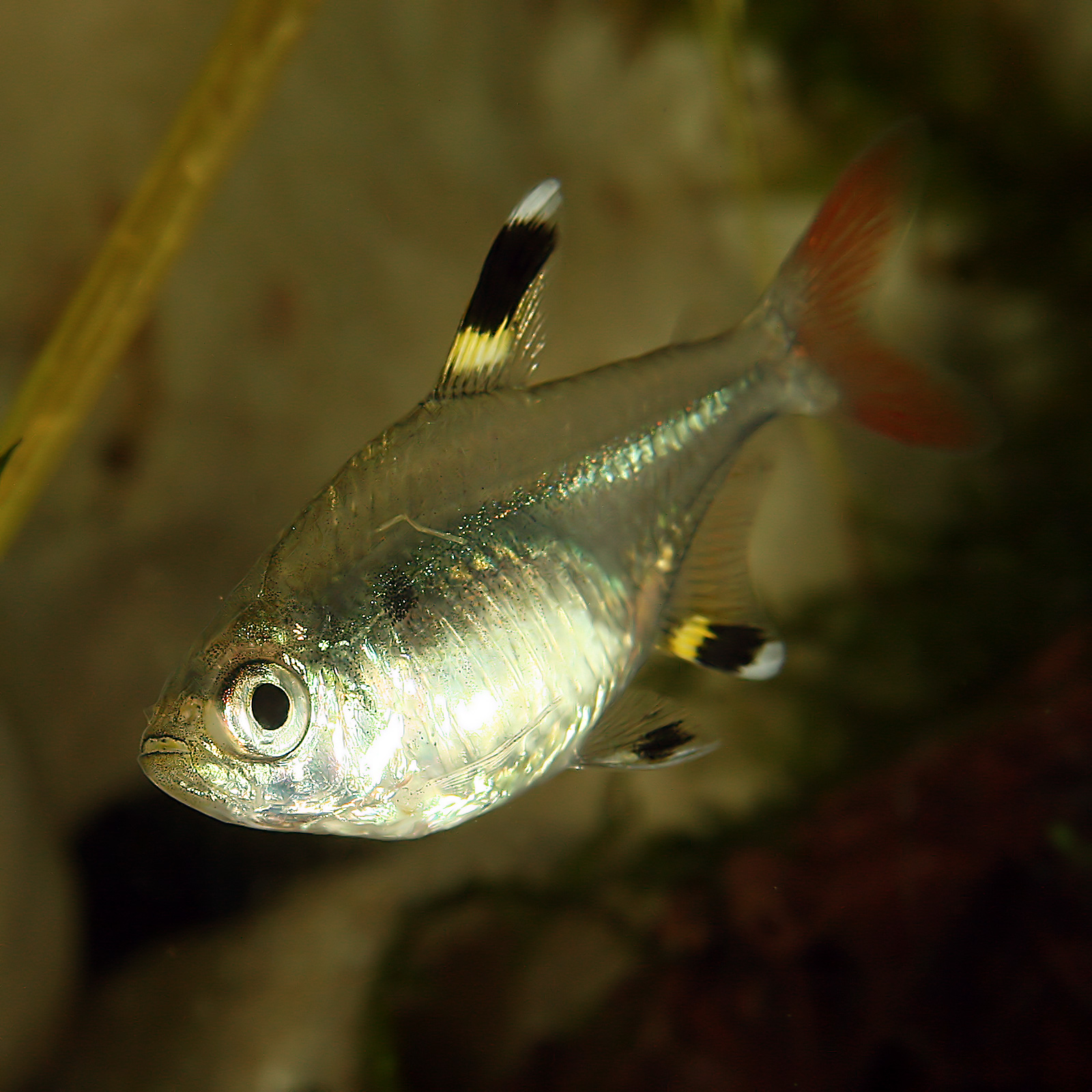 A Tetra! The Pristella maxillaris!